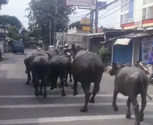 Daerah Kalideres Heboh, Video Gerombolan Kerbau Obrak-abrik Jalan Raya, Pemotor Kocar-kacir