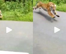 Ngeri, Video Detik-detik Pemotor Hampir Diterkam Harimau Yang Keluar Dari Hutan