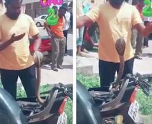 Serem Video Ular Kobra Keluar dari Bawah Jok Motor Ditangkap Tangan Kosong