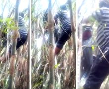 Dikira Dilempar Lelembut Honda BeAT Nyangkut di Atas Pohon Bambu 
