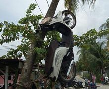 Bikin Geger, Mendadak Motor Honda Scoopy Tergantung di Pohon Kelapa