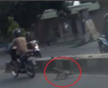 Sadis Banget, Video Anjing Mungil Diseret Motor di Jalan Raya Bandar Lampung
