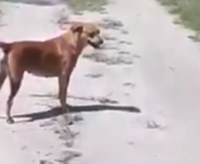 Ngeri Lihatnya, Video Bagaimana Pemotor Lolos dari Sergapan Anjing Liar