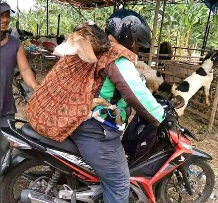 1040+ Gambar Hewan Kolase Kambing Terbaru