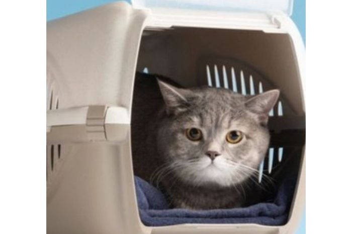 8 Agustus Hari Kucing Sedunia, Begini Tips Aman Bawa Kucing Saat Perjalanan Jauh Menggunakan Motor