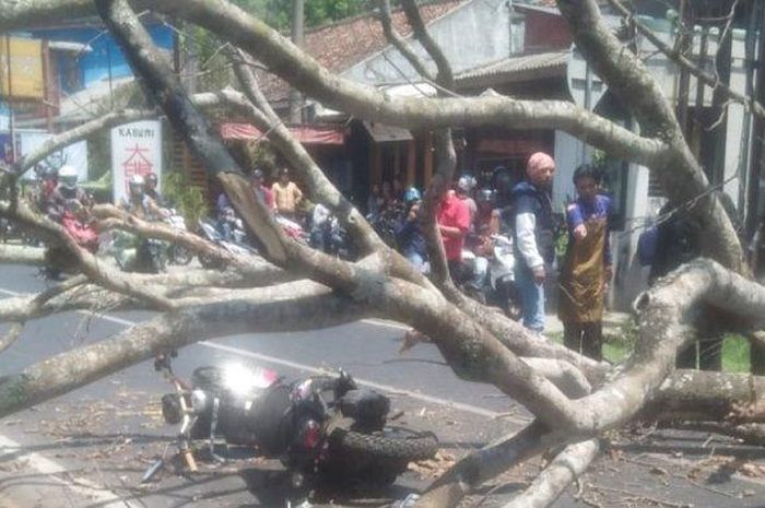 Tidak Ada Angin Tidak Ada Hujan Pohon Tumbang Di Lembang Timpa Pengendara Motor Hingga Tewas 5016