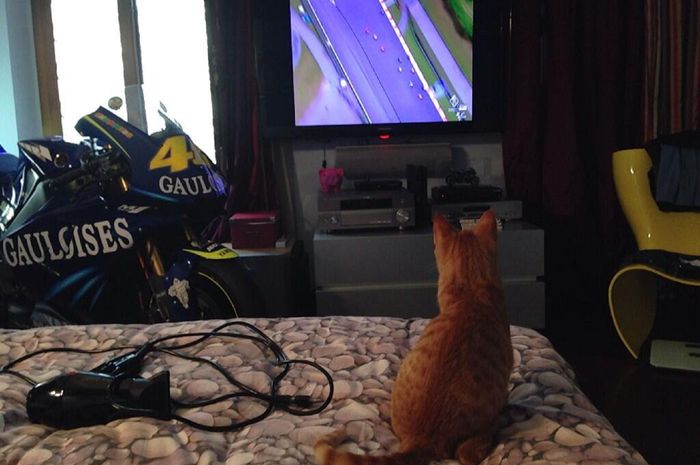 Rossano Kucing Valentino Rossi Yang Doyan Balap Halaman 2 Motorplus Online Com